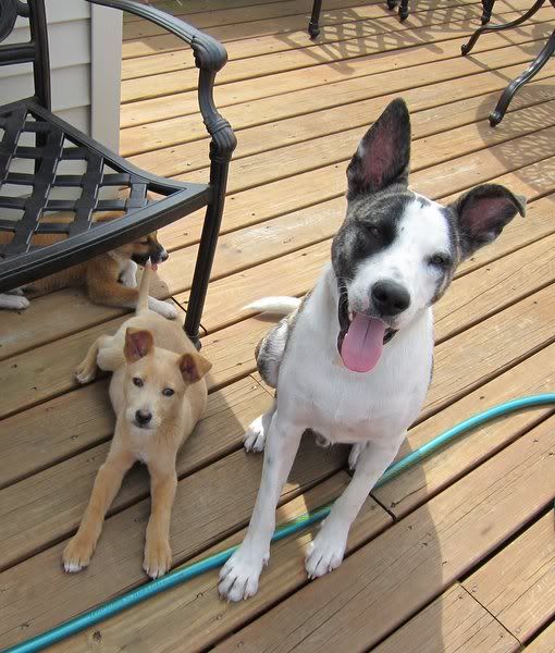 Merciel's Dog Blog The Melon Collie Pups